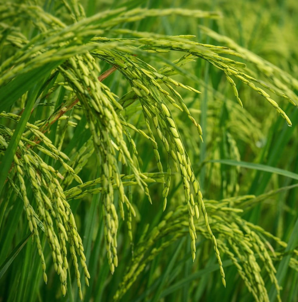 AgroMatamba
